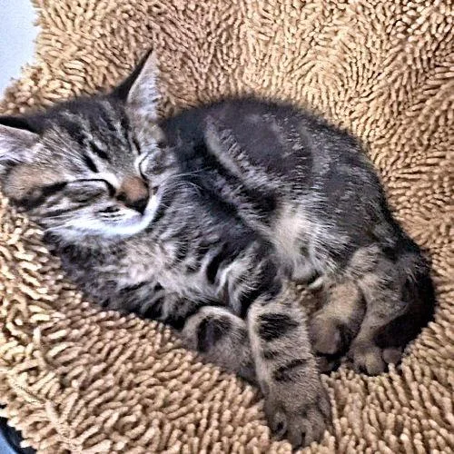 A baby medium-sized male Tabby cat named Rex for adoption in Rutherfordton, NC