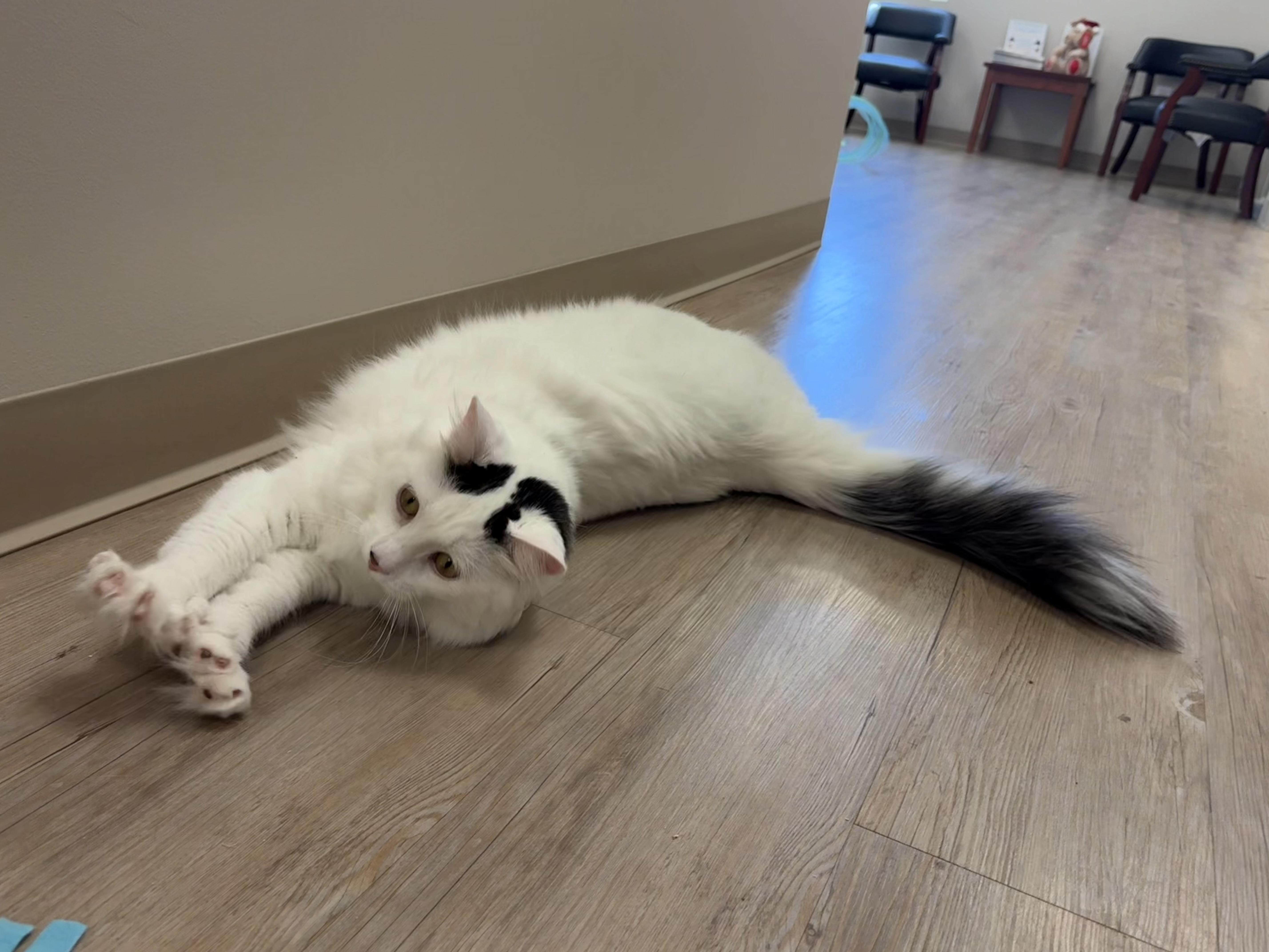 An adult large-sized male Domestic Long Hair cat named Smitty for adoption in North Providence, RI