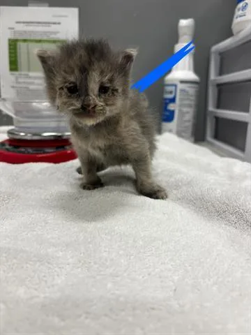 A baby small-sized female Domestic Short Hair cat named Linda for adoption in San Martin, CA