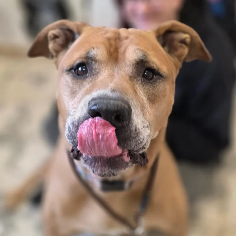 A senior extra large-sized male Mastiff dog named Kingston for adoption in Marysville, OH