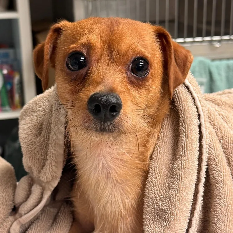 An adult small-sized male Red / Chestnut / Orange Terrier dog named Bruno for adoption in Birdsboro, PA