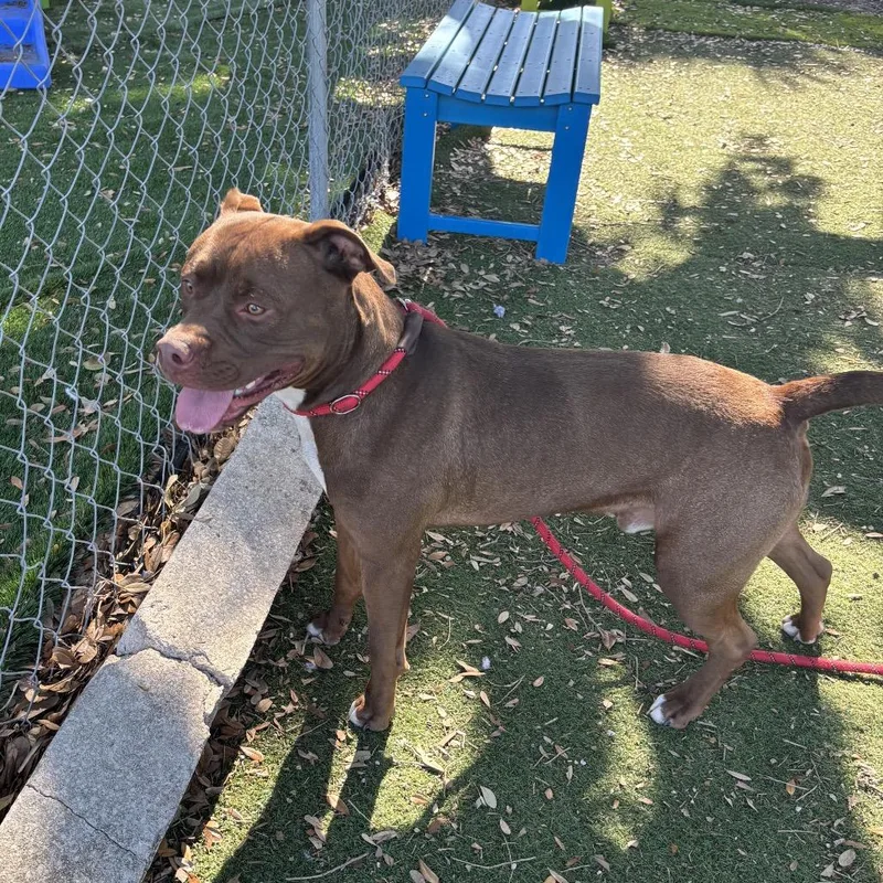 A young large-sized male Brown / Chocolate Pit Bull Terrier dog named Lake for adoption in Port Richey, FL