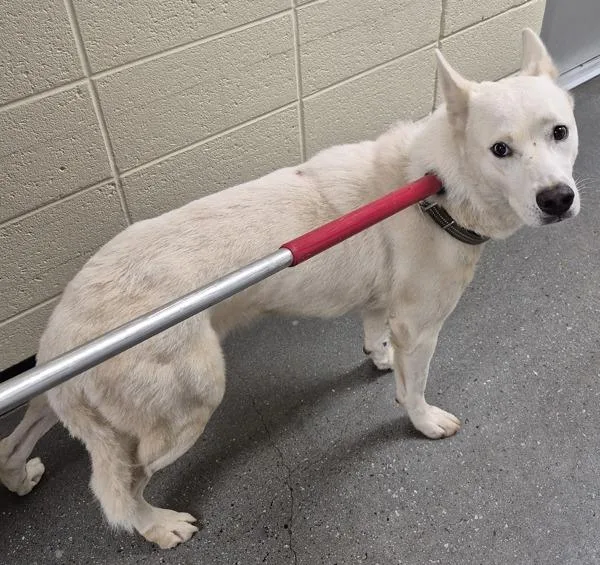 An adult large-sized male Siberian Husky dog named Vc c Iceberg for adoption in Lawrenceville, GA