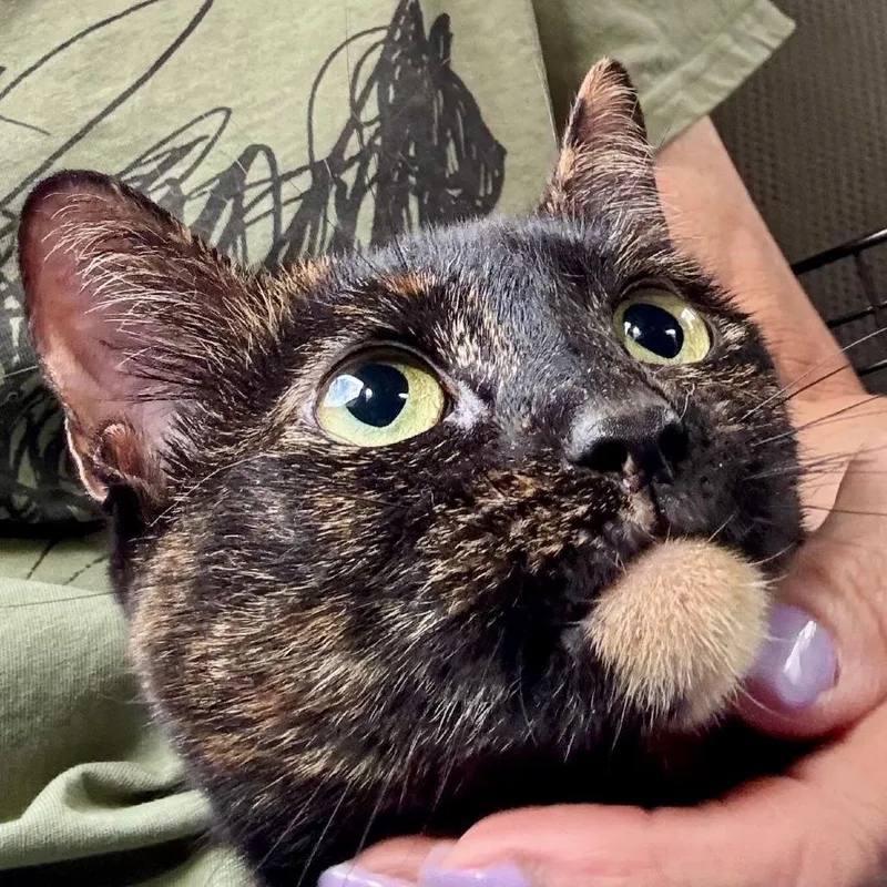 An adult large-sized female Brown / Chocolate Domestic Short Hair cat named Mocha for adoption in Boston, MA