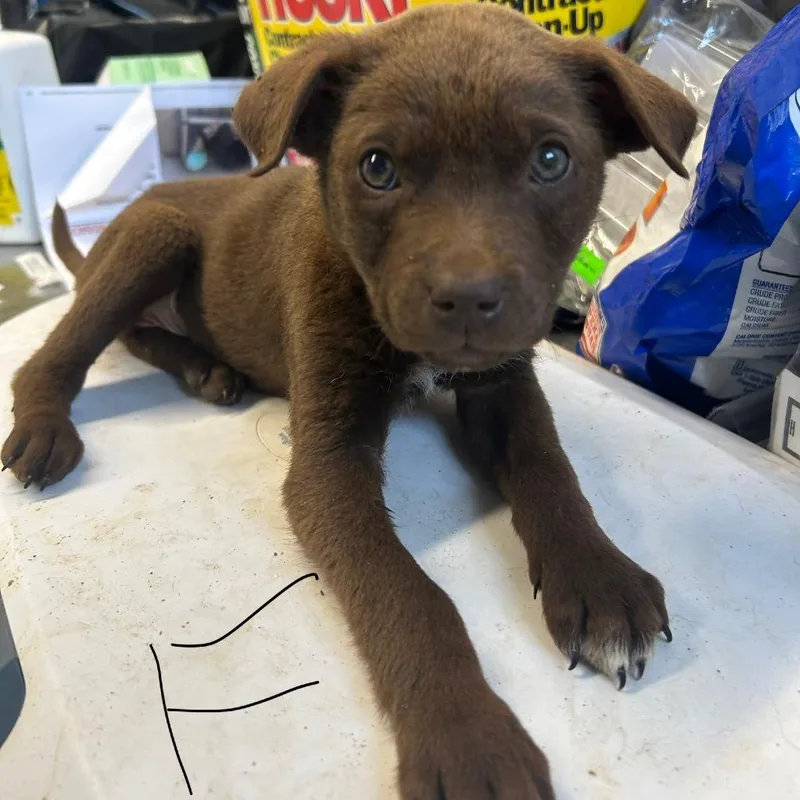 A baby small-sized male Brown / Chocolate Mixed Breed dog named Piplup for adoption in Austin, TX