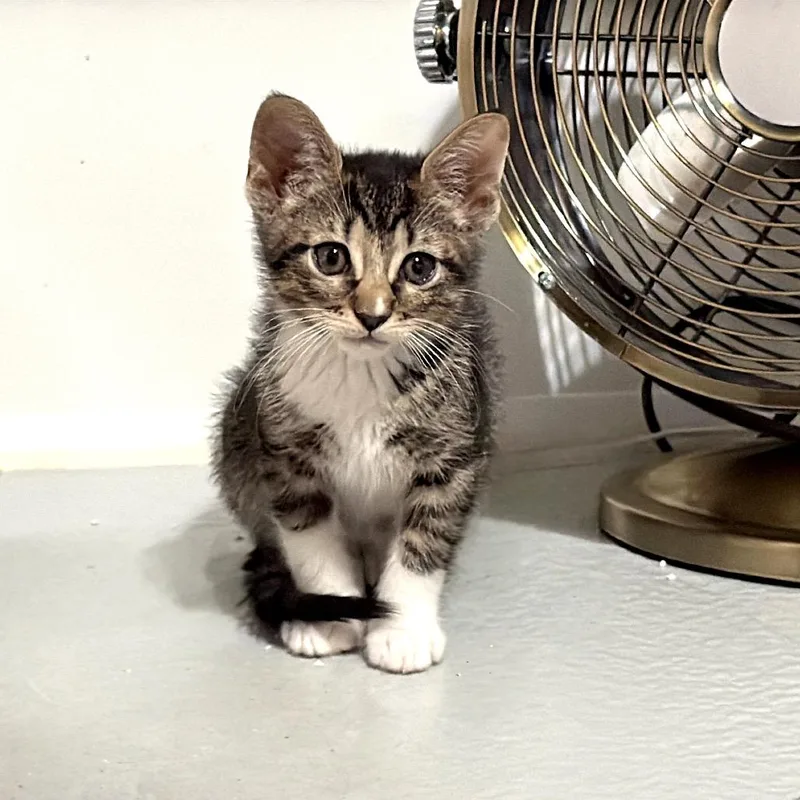 A baby small-sized female Tabby (Gray / Blue / Silver) American Shorthair cat named Paisley for adoption in Houston, TX