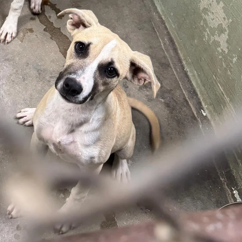 A baby medium-sized female Hound dog named Secret for adoption in Eureka Springs, AR
