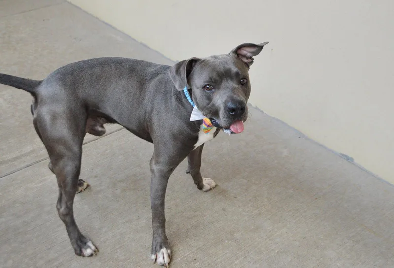 A young large-sized male Pit Bull Terrier dog named Summit for adoption in McKinney, TX