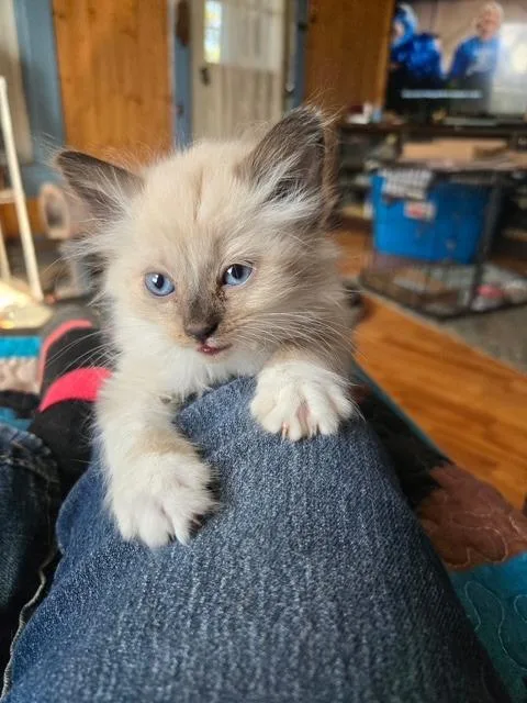 A baby large-sized female Domestic Long Hair cat named Ladybug for adoption in Princeton, IN