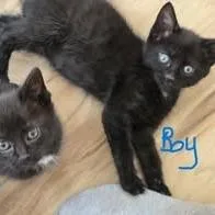 A baby small-sized male Domestic Short Hair cat named Sir Purrs A Lot for adoption in New Tazewell, TN