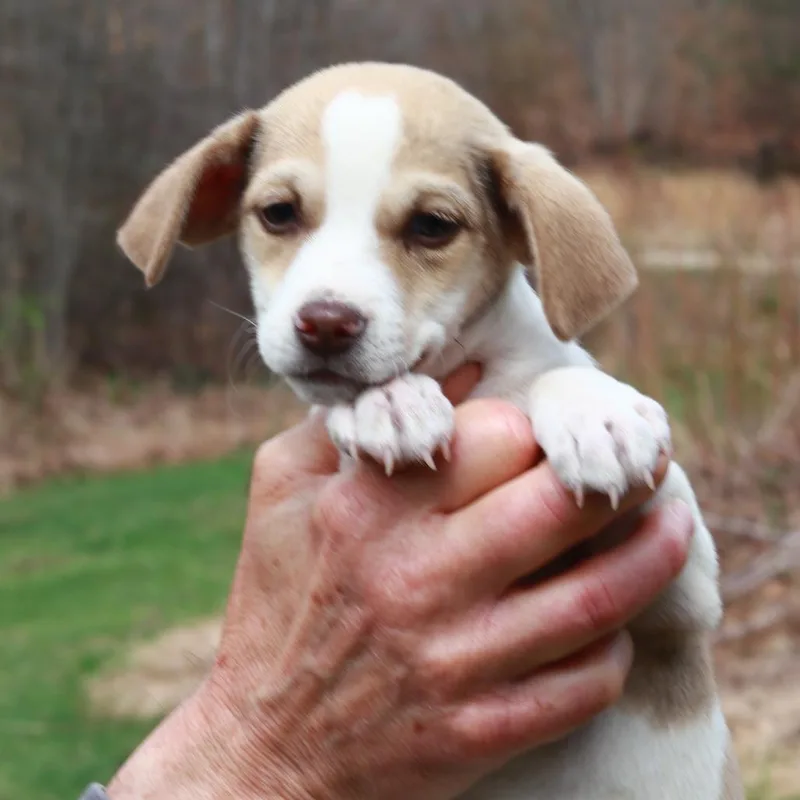 A baby medium-sized male White / Cream Jack Russell Terrier dog named Ct Blue Avail Apr for adoption in Eastford, CT