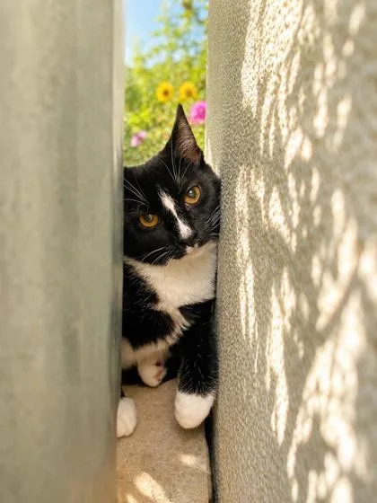 A young medium-sized female Domestic Short Hair cat named Twister for adoption in Belleville, MI