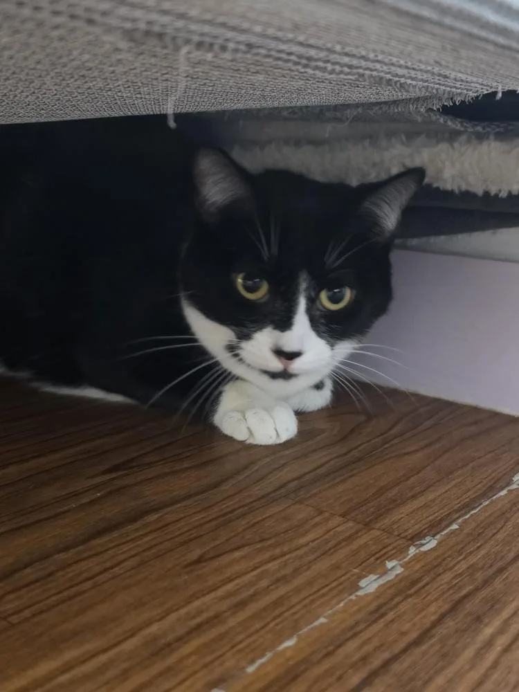 A baby medium-sized female Black & White / Tuxedo Domestic Short Hair cat named Trea for adoption in Wild Rose, WI
