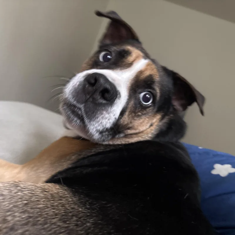 A senior large-sized male Tricolor (Brown, Black, & White) Siberian Husky dog named Obi Courtesy Listing for adoption in Midland, MI
