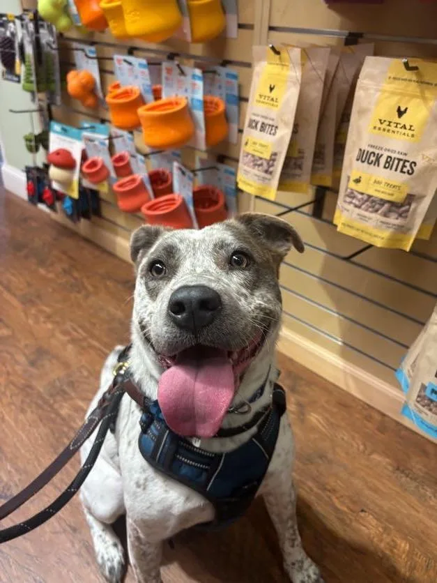 A young medium-sized female Gray / Blue / Silver Cattle Dog dog named Robyn for adoption in New Boston, NH