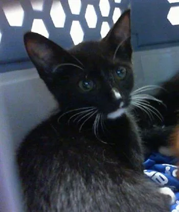 A baby small-sized male Domestic Short Hair cat named Darth for adoption in Charlotte, NC