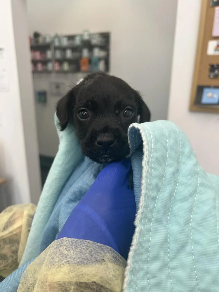 A baby small-sized male Black Mixed Breed dog named Nugget for adoption in New York, NY