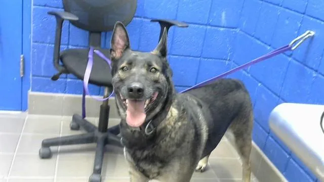 An adult medium-sized female Belgian Shepherd / Malinois dog named Camila for adoption in Albuquerque, NM