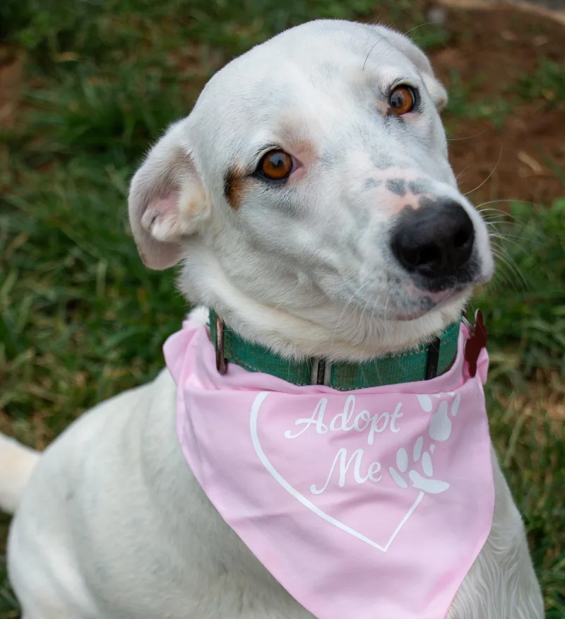An adult medium-sized female White / Cream Labrador Retriever dog named Cotton Ball for adoption in Houston, TX