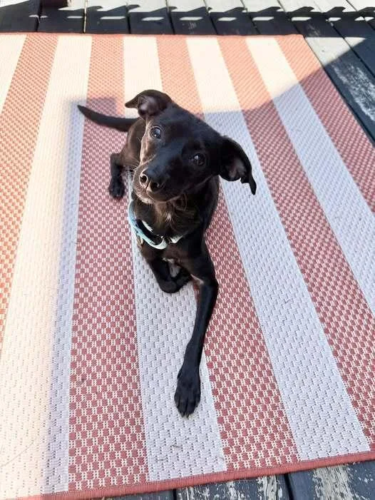 An adult small-sized female Black Mixed Breed dog named Madge for adoption in Milton, DE