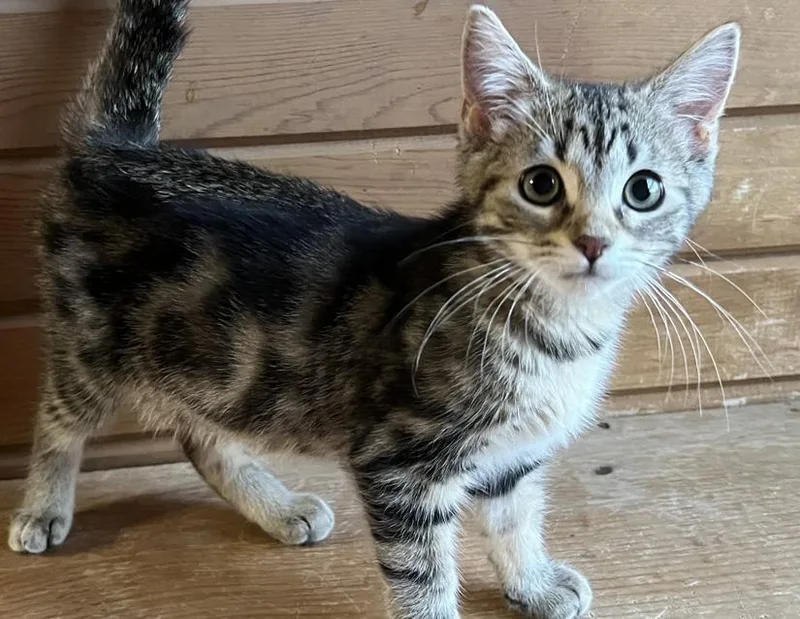 A baby small-sized female Tabby (Brown / Chocolate) Domestic Short Hair cat named Miley for adoption in Columbus, IN