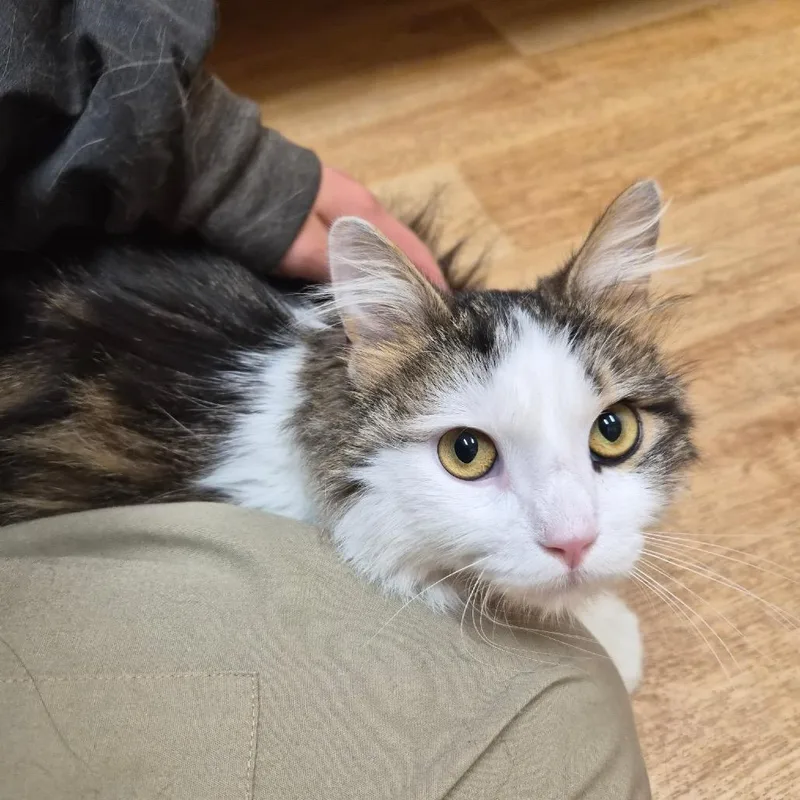 An adult large-sized male White Domestic Medium Hair cat named Ambrosia for adoption in Woodstock, IL