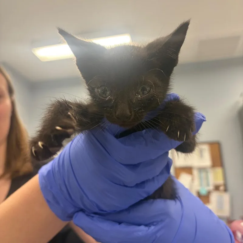 A baby small-sized male Black Domestic Short Hair cat named Berlioz for adoption in Milton, FL