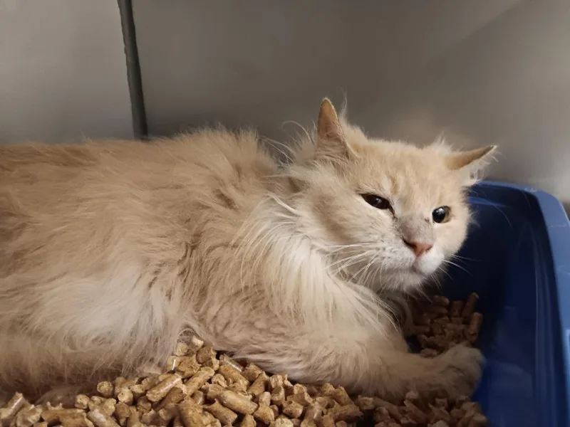 A young small-sized male Domestic Long Hair cat named Buffy Tuffy for adoption in New Braunfels, TX