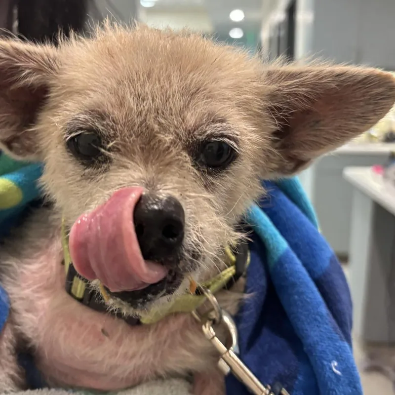 A senior small-sized male Yellow / Tan / Blond / Fawn Mixed Breed dog named Greg Greg for adoption in Jacksonville, FL