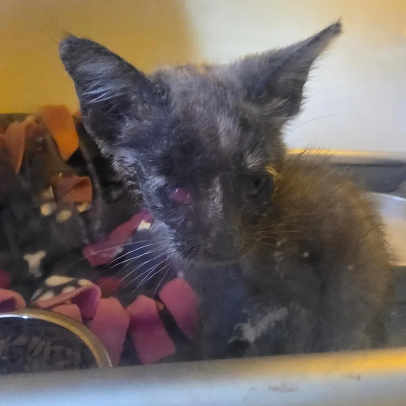 A baby small-sized female Tortoiseshell Domestic Short Hair cat named Maleficent for adoption in Escondido, CA