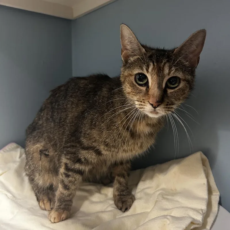 An adult medium-sized female Buff / Tan / Fawn Domestic Short Hair cat named Nutmeg for adoption in Chattanooga, TN
