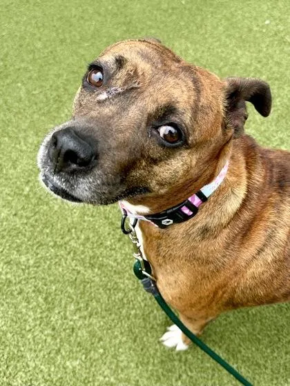 An adult large-sized female Brown / Chocolate Mixed Breed dog named New Jersey for adoption in Wichita, KS