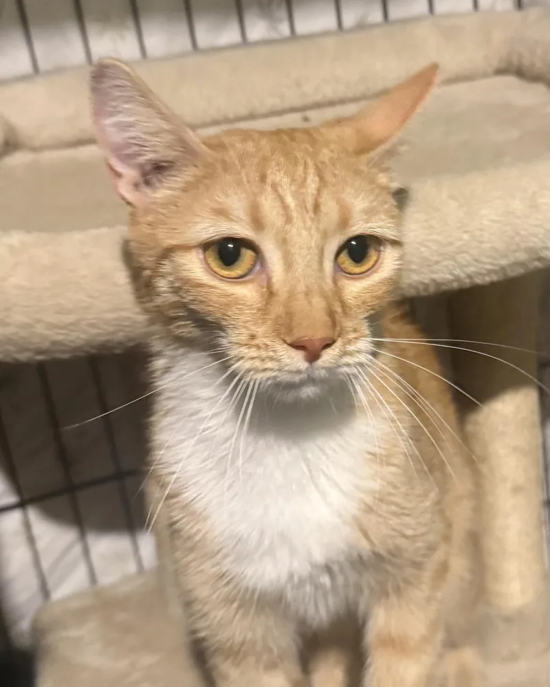 A young small-sized female Orange / Red Domestic Short Hair cat named Jenny Meower for adoption in Chandler, AZ