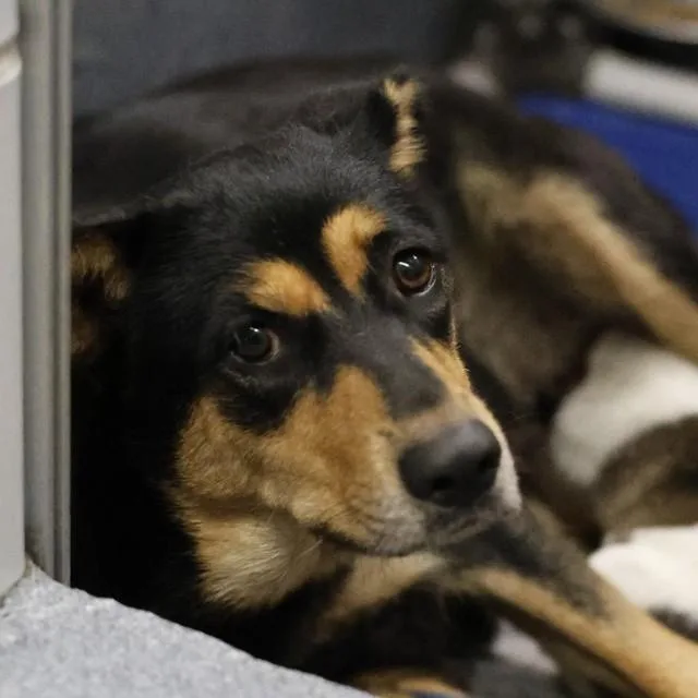 An adult large-sized female Shepherd dog named Nana for adoption in San Antonio, TX