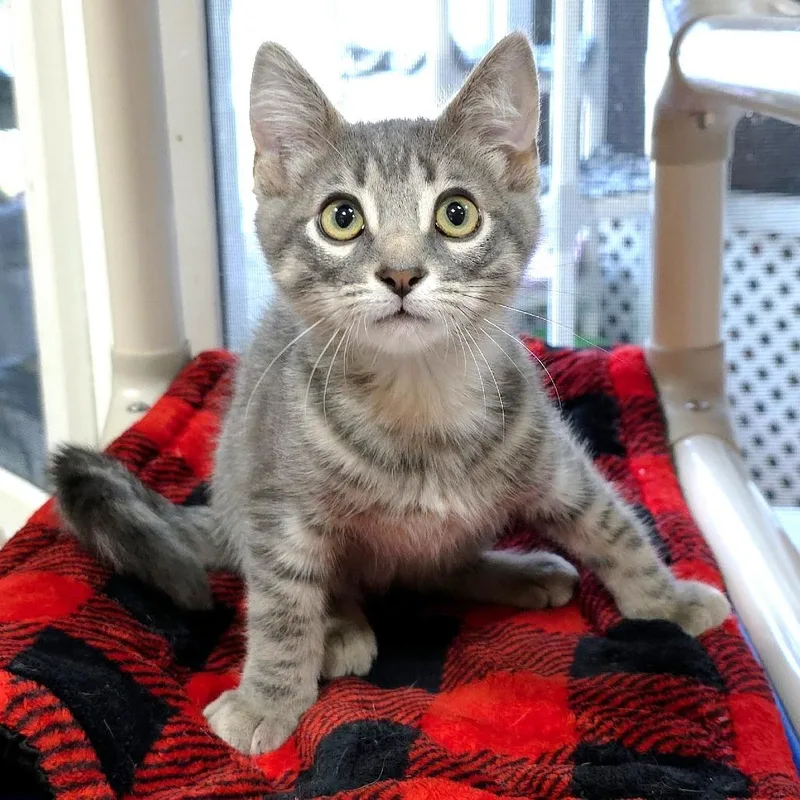 A baby small-sized male Gray / Blue / Silver Domestic Short Hair cat named Ed for adoption in Michigan City, IN