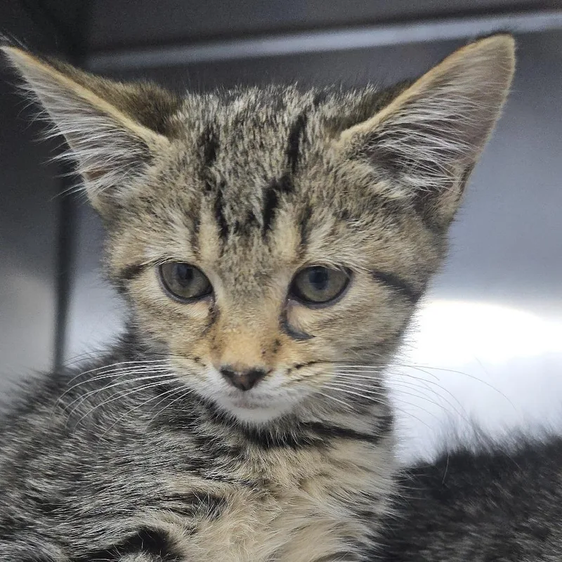 A baby small-sized male Black Domestic Short Hair cat named Tutti Fruity for adoption in Yanceyville, NC