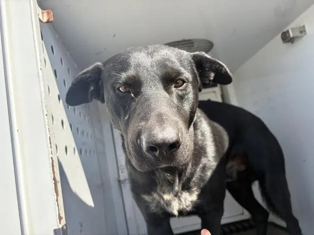 A young large-sized male Labrador Retriever dog named Mars for adoption in Riverside, CA