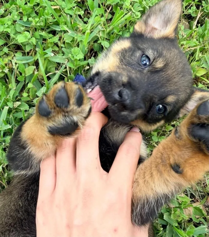 A baby medium-sized female Brown / Chocolate German Shepherd Dog dog named Axel Rose for adoption in Brewster , NY
