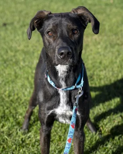An adult large-sized female Labrador Retriever dog named Luna for adoption in Pequot Lakes, MN