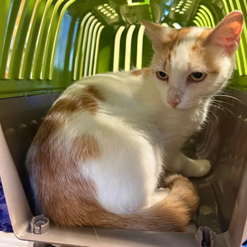 An adult medium-sized female White Domestic Short Hair cat named Fiona for adoption in Naples, FL