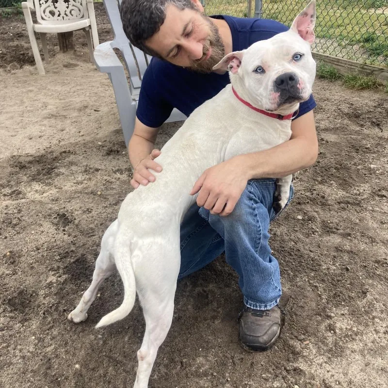 An adult medium-sized female White / Cream Pit Bull Terrier dog named Maybelline for adoption in Newark, NJ