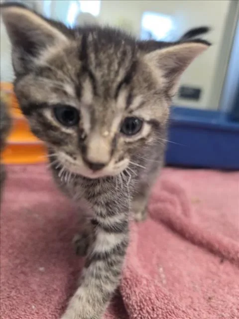 A baby small-sized male Domestic Short Hair cat named Herbo for adoption in Tracy, CA