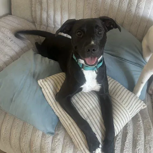 A baby medium-sized female Black Mixed Breed dog named Lettie for adoption in Georgetown, KY