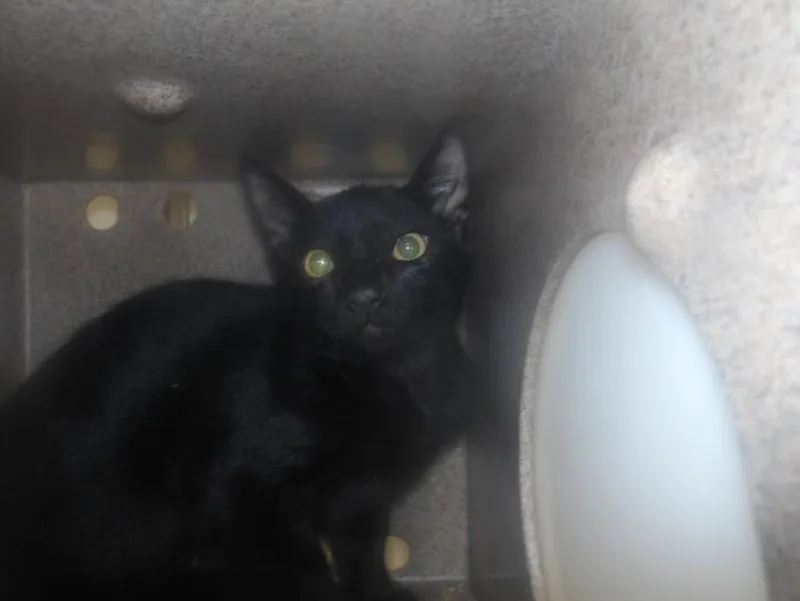 A baby small-sized male Domestic Short Hair cat named Speedy for adoption in Los Angeles, CA