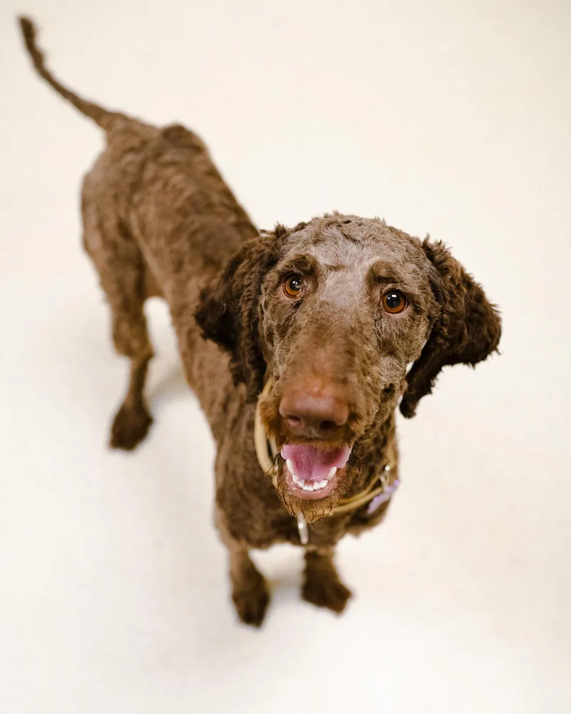 A young medium-sized female Poodle dog named Truffles for adoption in Cincinnati, OH