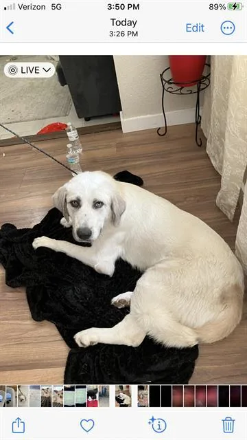 A young extra large-sized male Mixed Breed dog named Adam for adoption in Dallas, TX