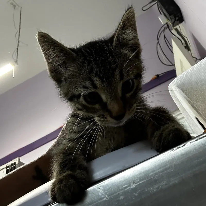 A baby small-sized male Gray / Blue / Silver Domestic Short Hair cat named Tupac for adoption in Grinnell, IA