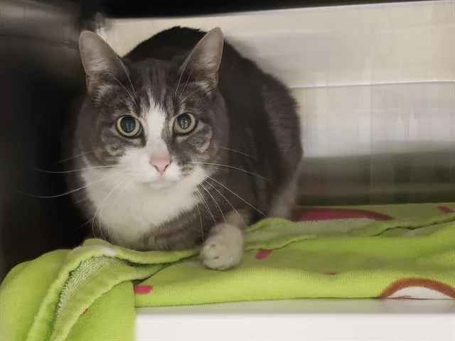An adult medium-sized female Domestic Short Hair cat named Honey for adoption in Omaha, NE