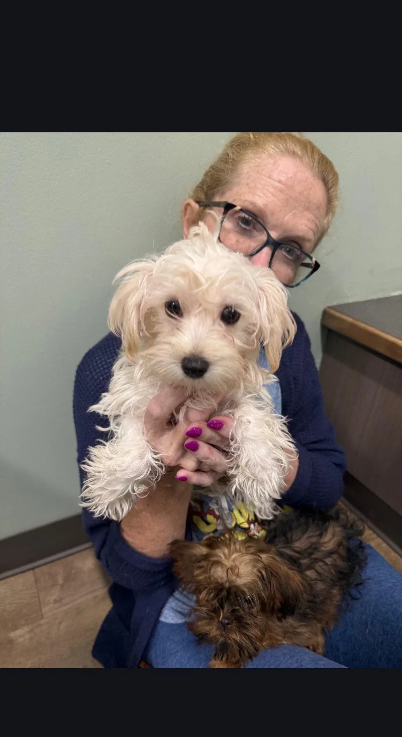 A baby medium-sized female Maltese dog named Carmen for adoption in Wheaton, IL