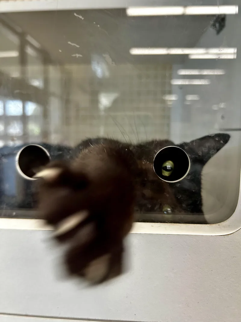 Sorrengail thumbnail 3